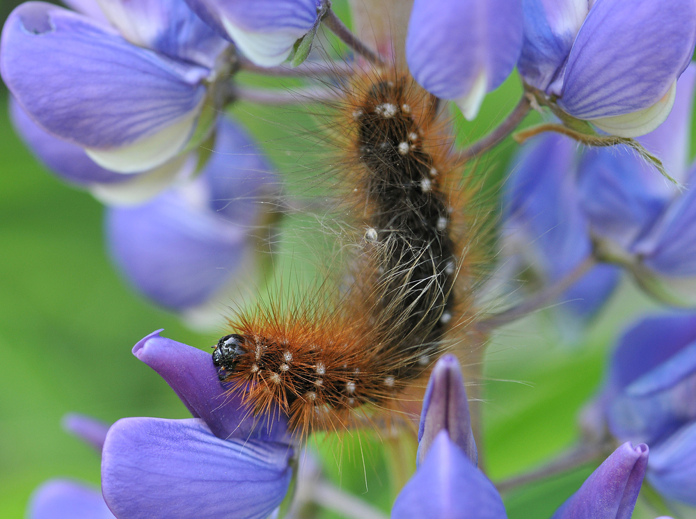 Brauner Bär - Raupe an Lupine