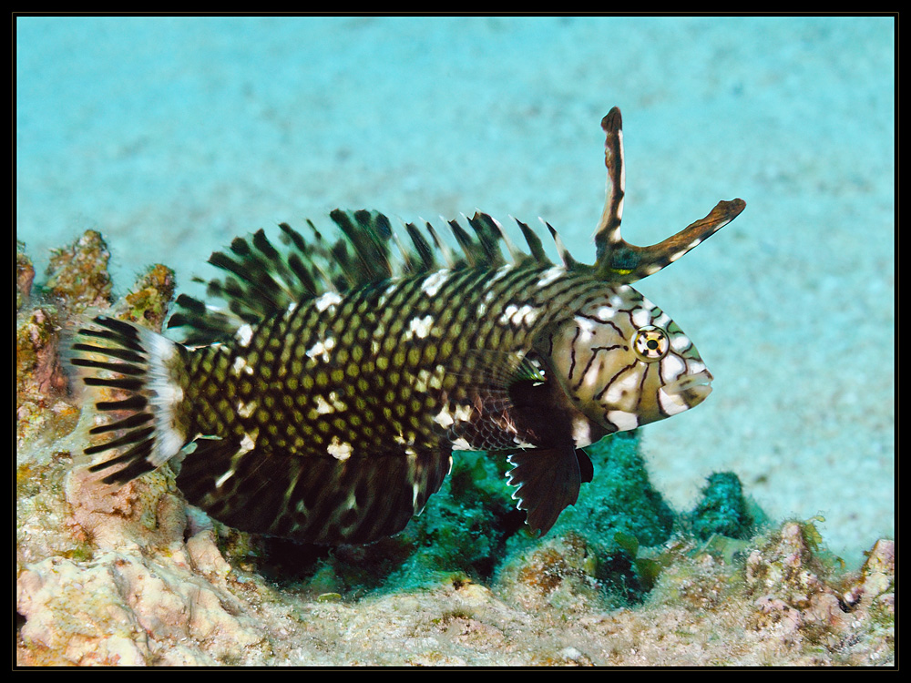 Brauner Bäumchenfisch juvenil