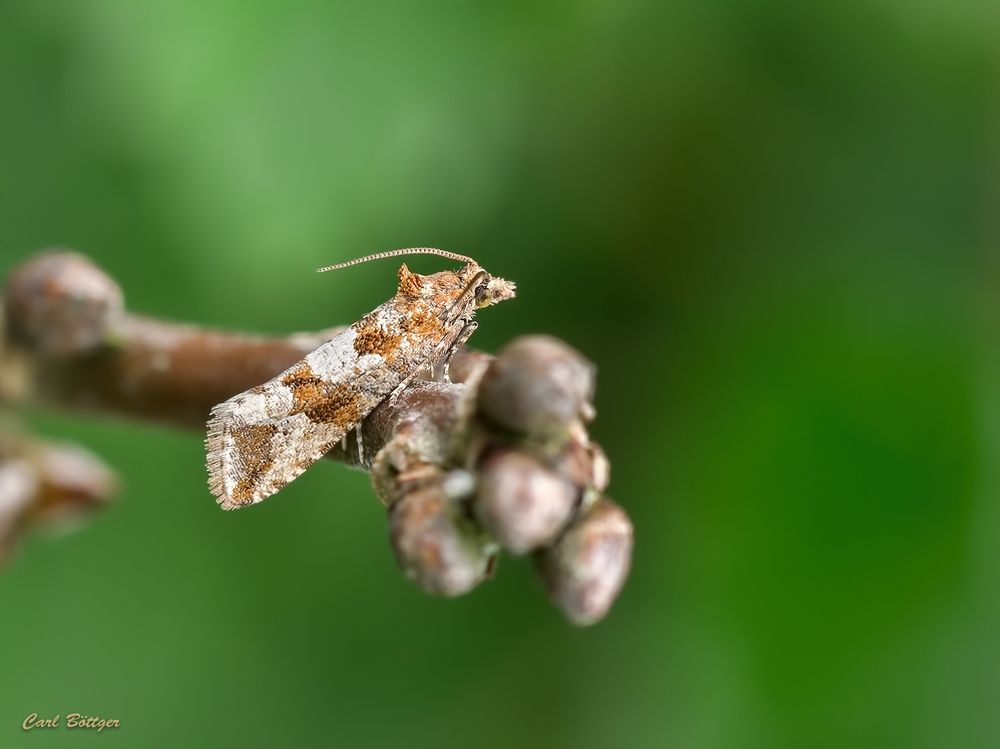 Brauner Binnendünenwickler 