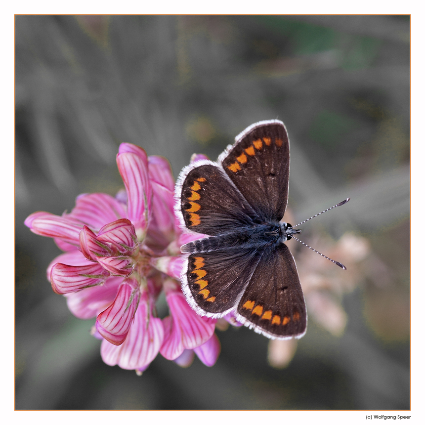 Brauner Bläuling (Polyommatus agestis)