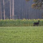 Brauner Bock..............Schwarze Ricke