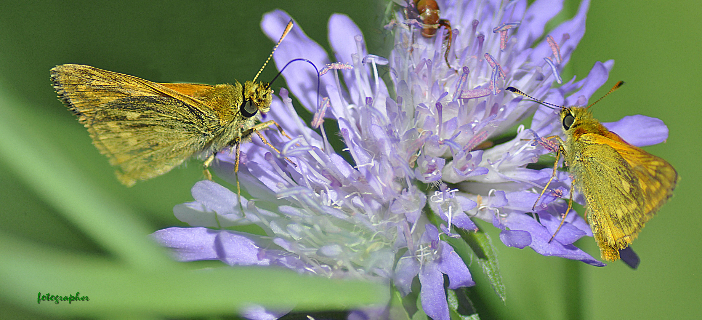 brauner Dickkopffalter auf Flockenblume