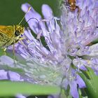 brauner Dickkopffalter auf Flockenblume