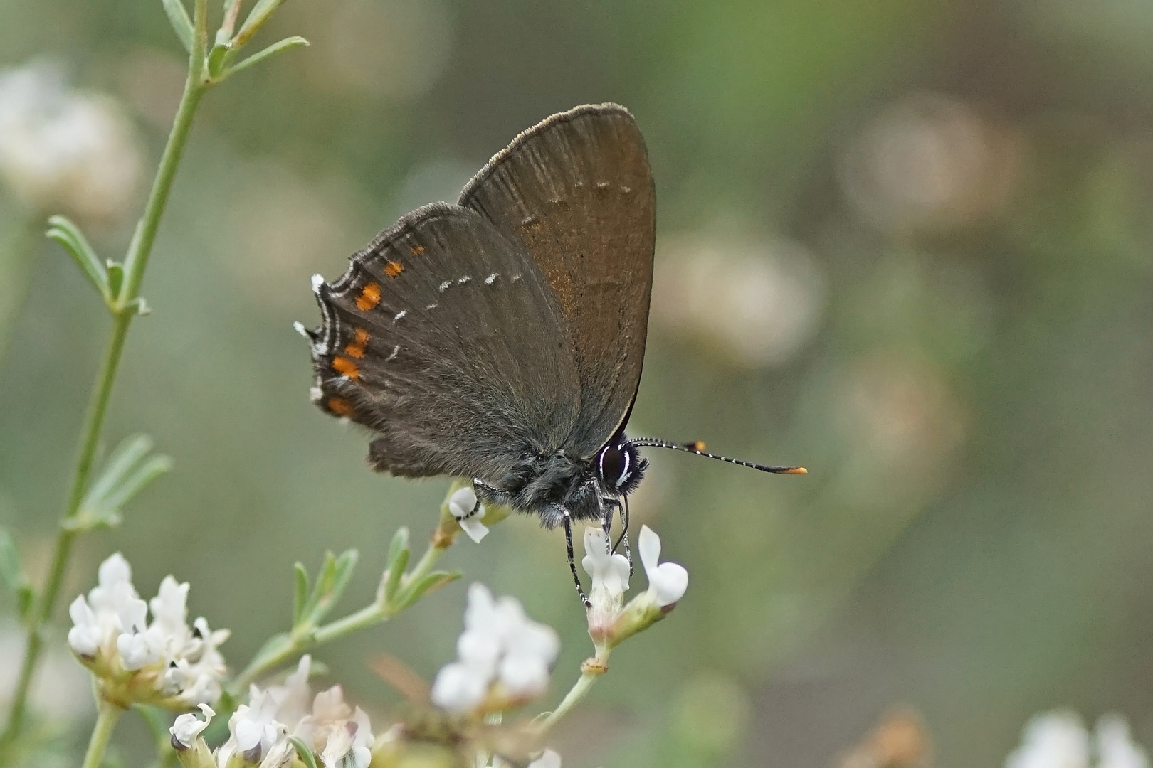 Brauner Eichen-Zipfelfalter (Satyrium ilicis)