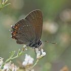 Brauner Eichen-Zipfelfalter (Satyrium ilicis)