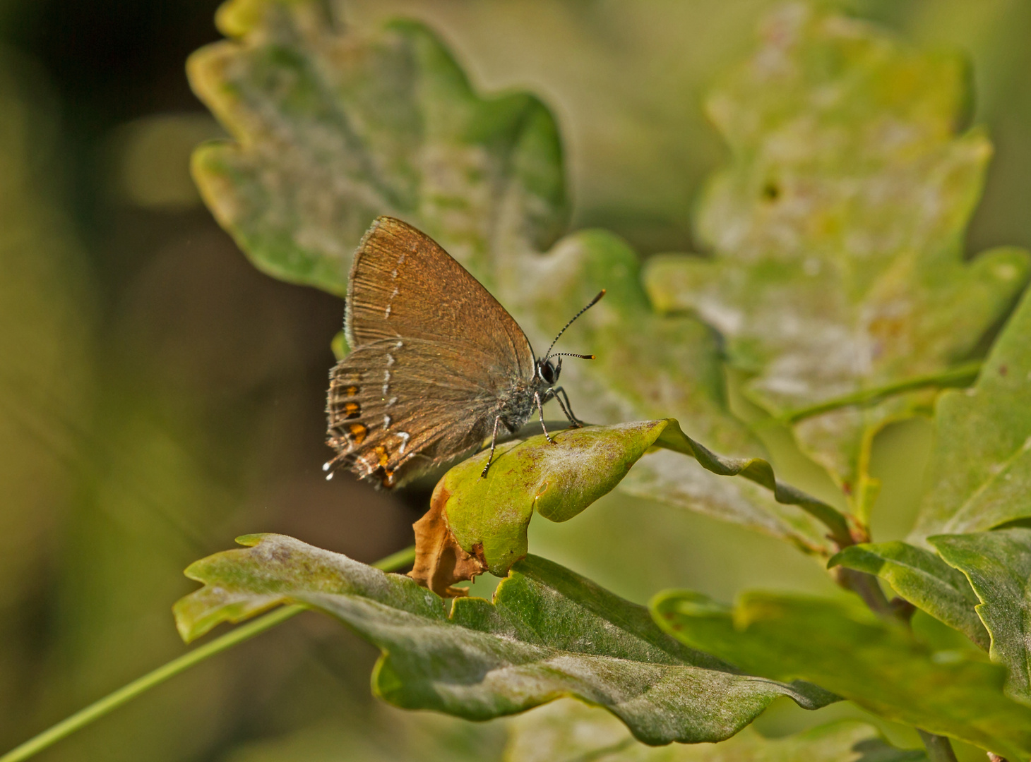 Brauner Eichenzipfelfalter