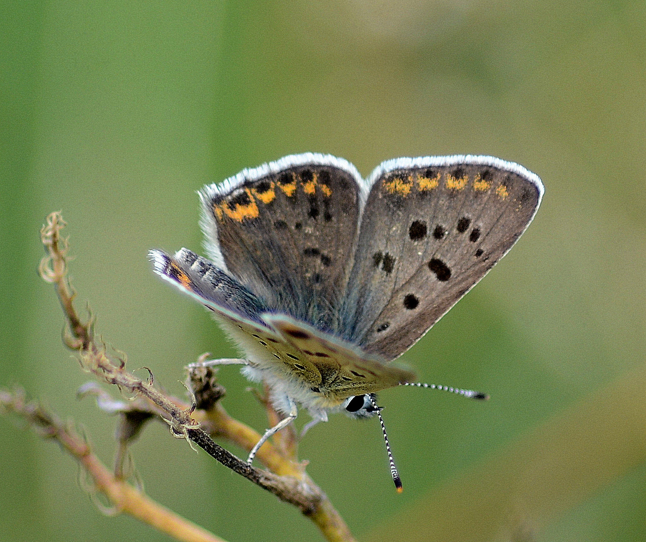 brauner feuerfalter