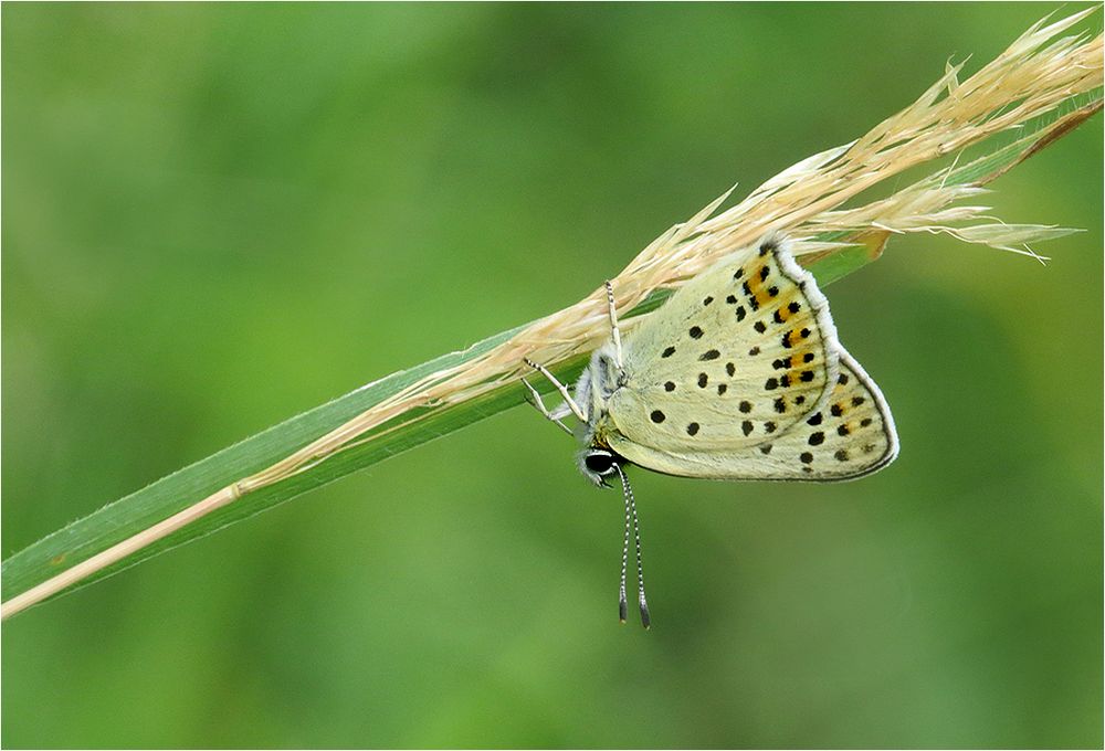  Brauner Feuerfalter