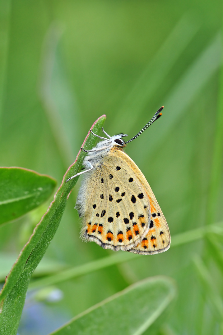 brauner Feuerfalter #17