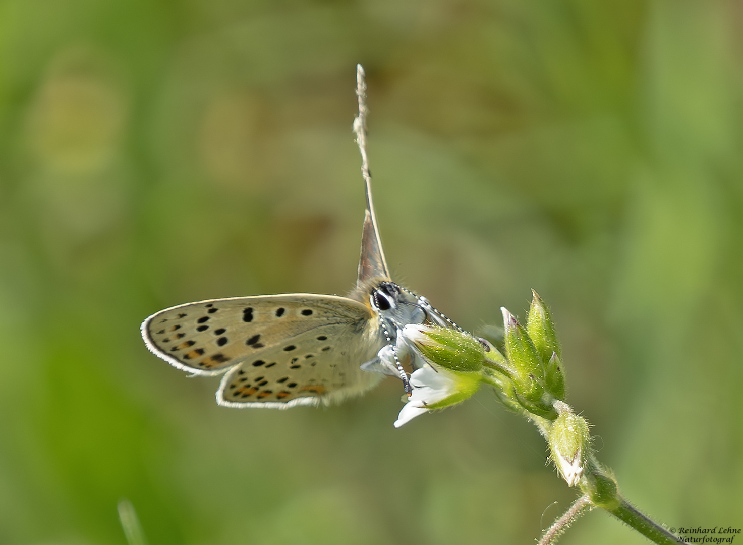  Brauner Feuerfalter 