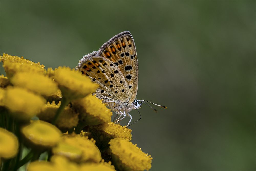 Brauner Feuerfalter