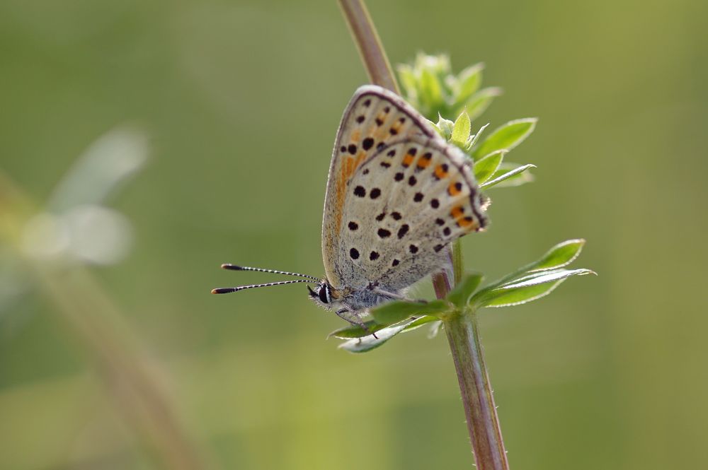 Brauner Feuerfalter