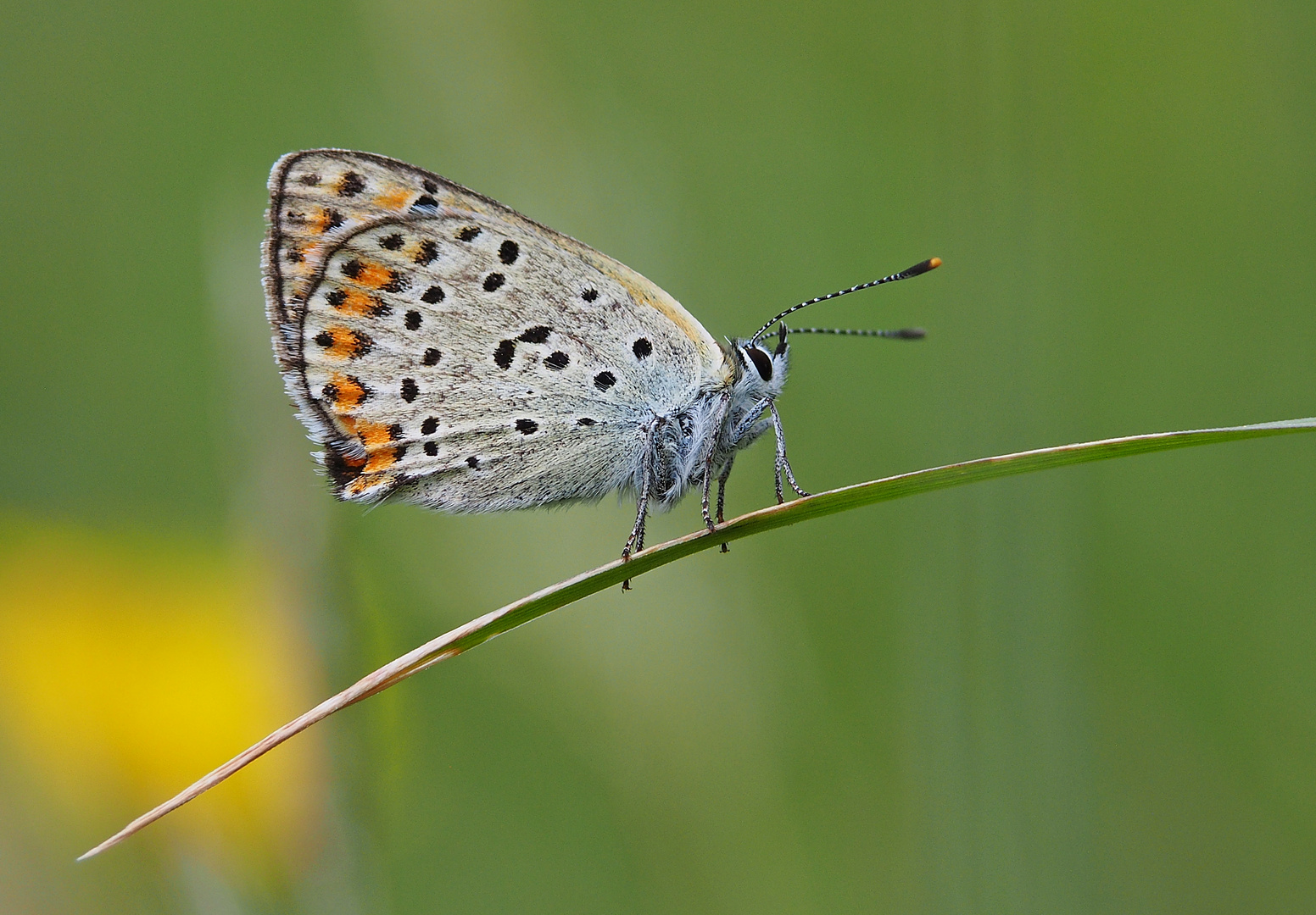 Brauner Feuerfalter