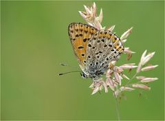  Brauner Feuerfalter