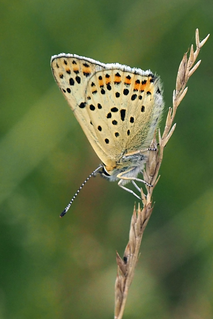 Brauner Feuerfalter