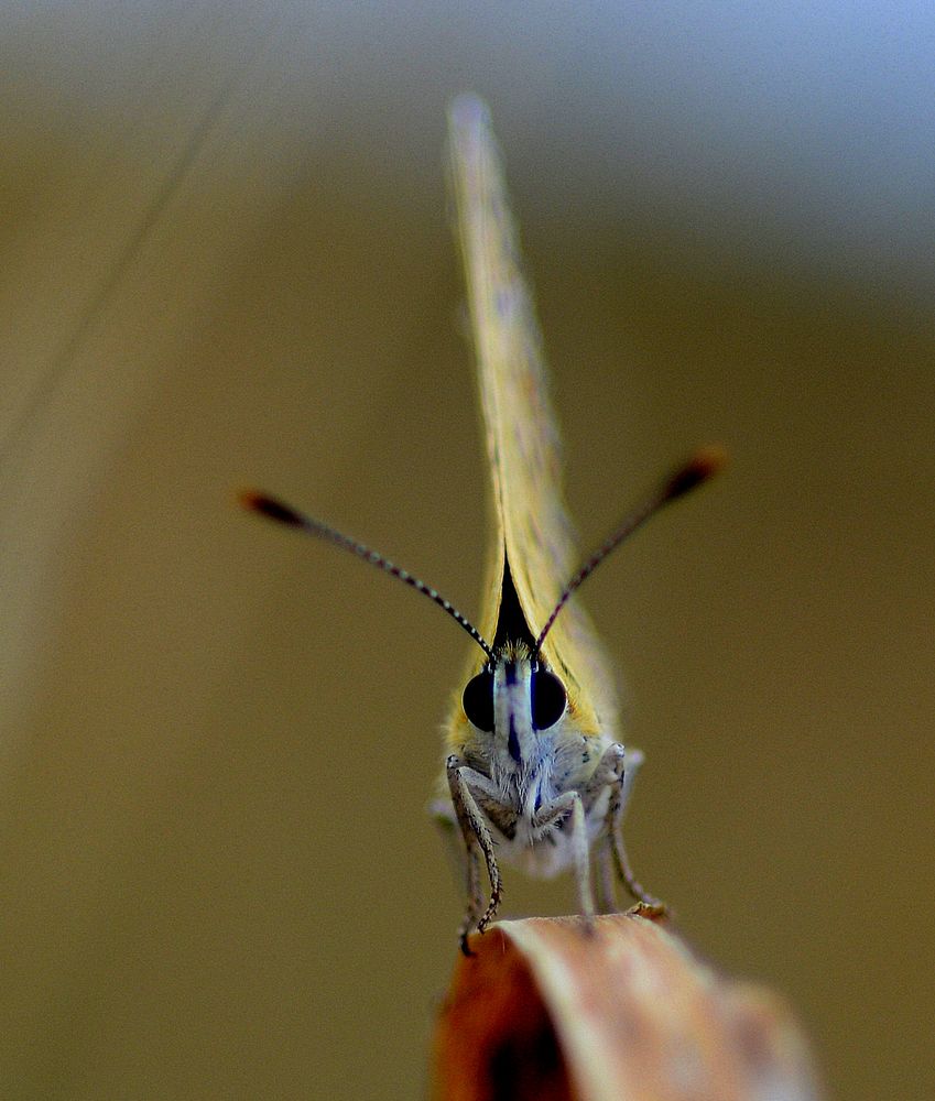 brauner feuerfalter