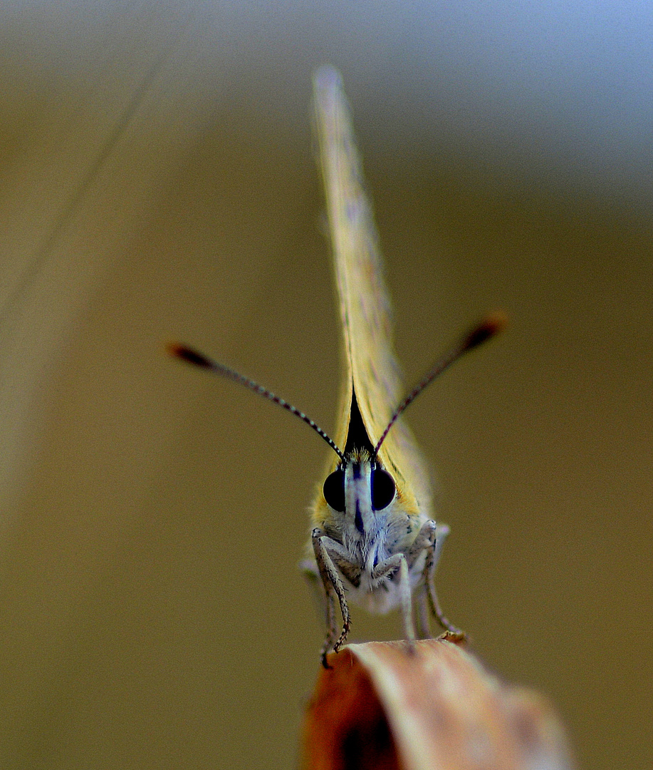 brauner feuerfalter