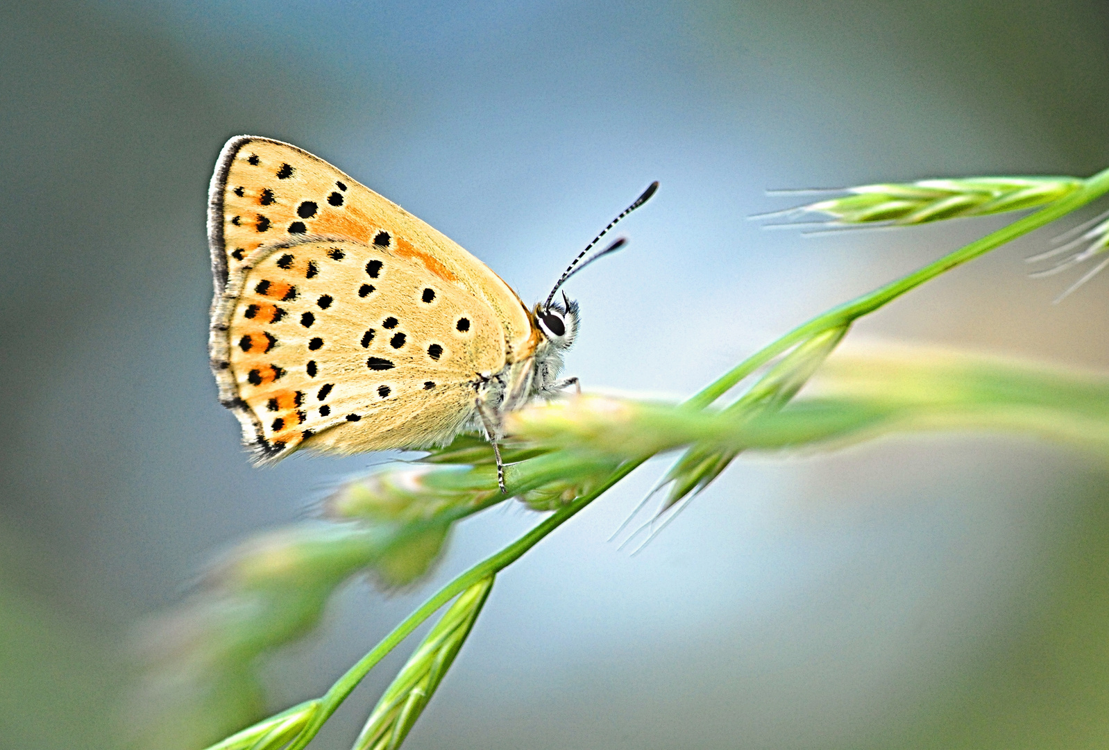 Brauner Feuerfalter