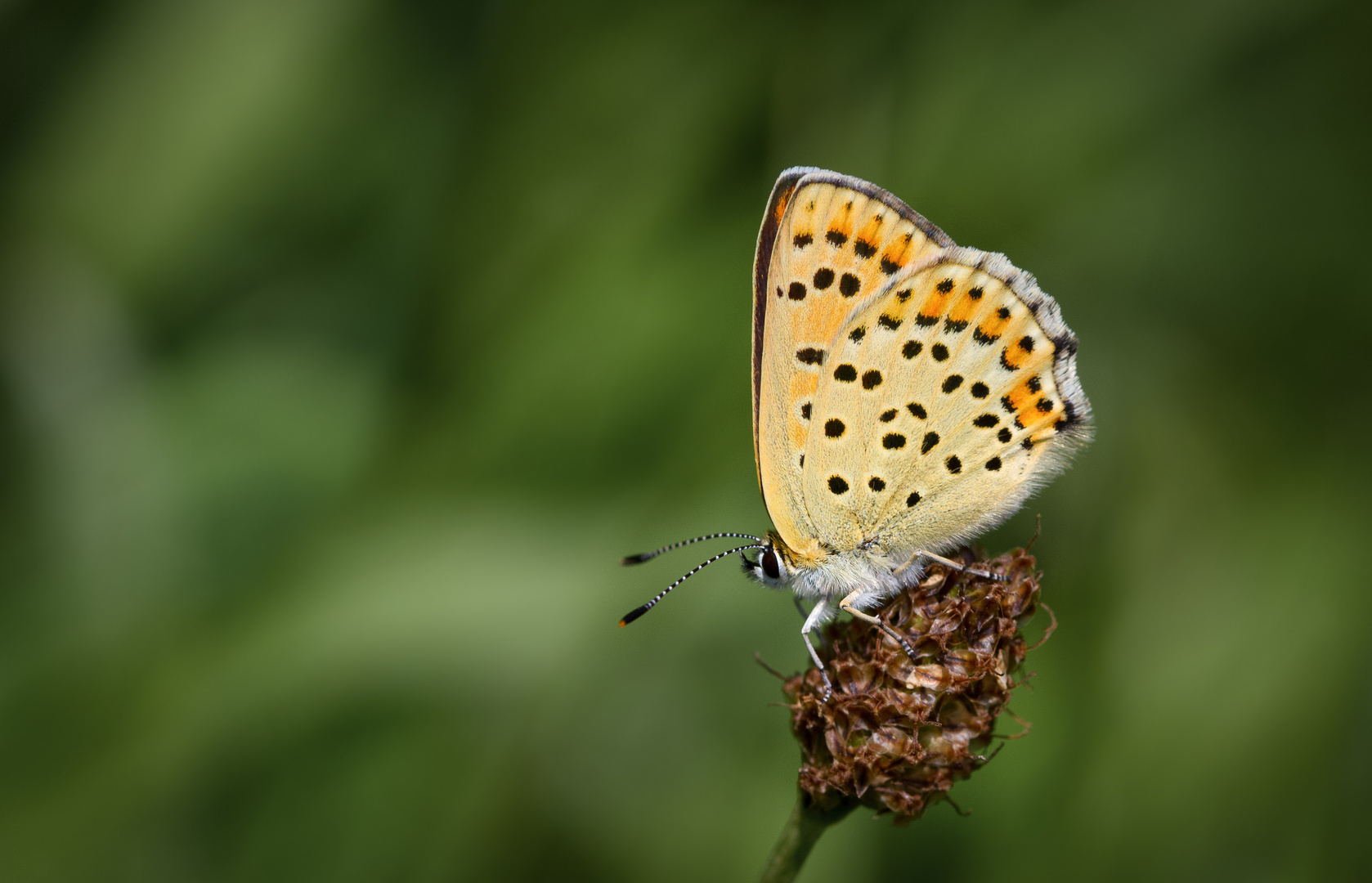 brauner feuerfalter 