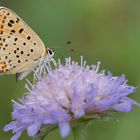 Brauner Feuerfalter auf der Scabiose