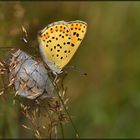 Brauner Feuerfalter auf Nest vom Ammen - Dornfinger.....