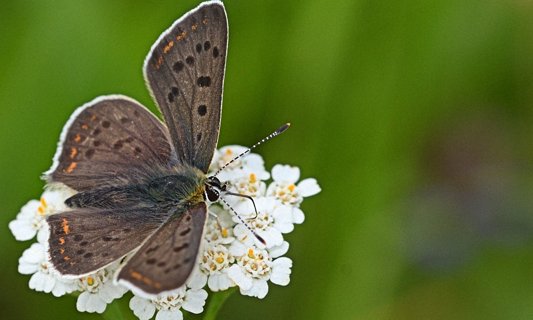 Brauner Feuerfalter