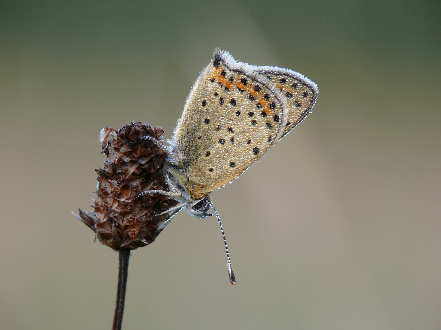 Brauner Feuerfalter