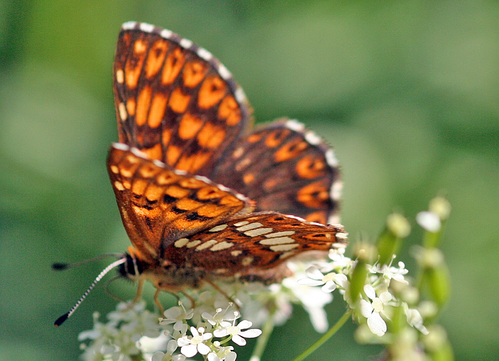 Brauner Feuerfalter