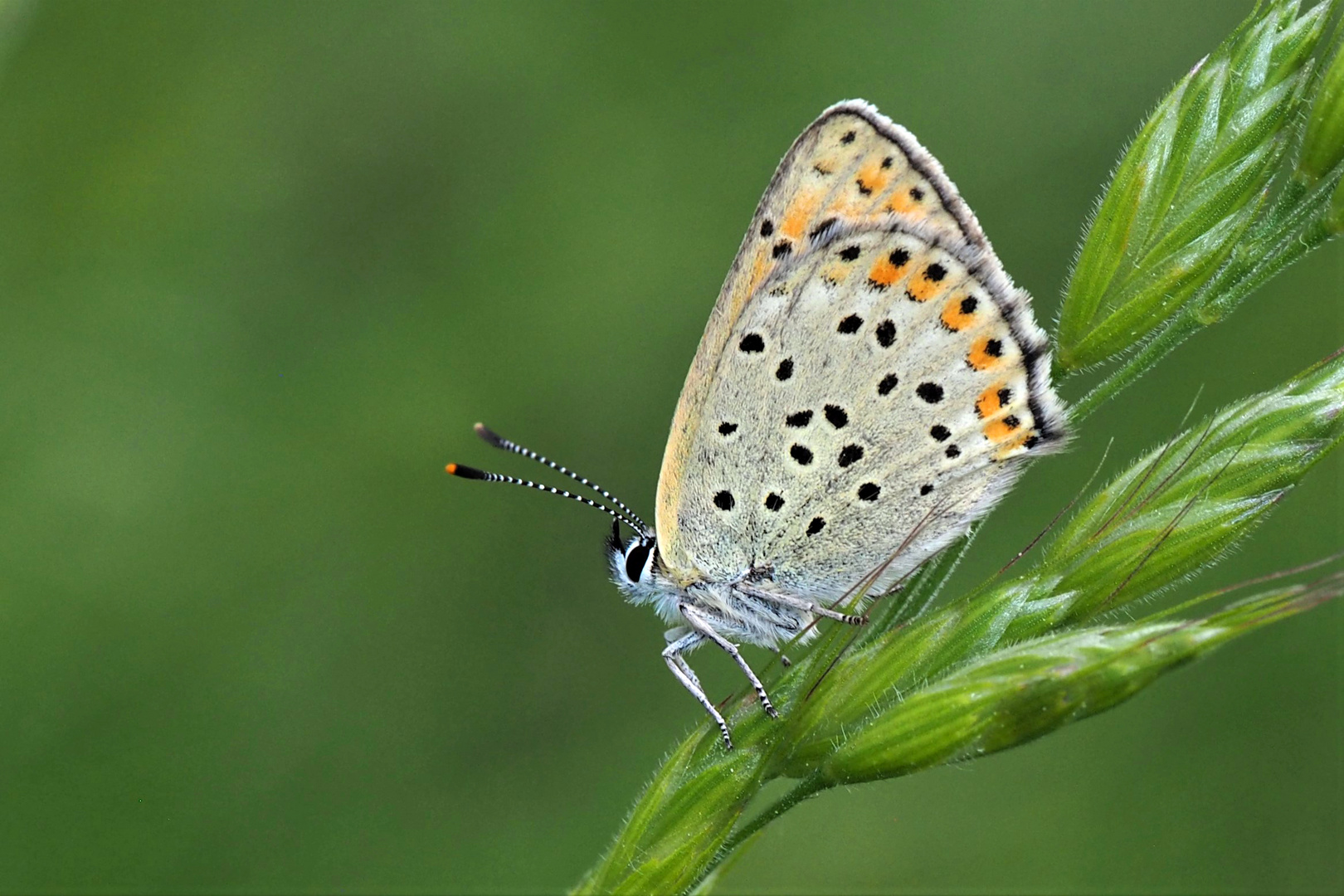 Brauner Feuerfalter