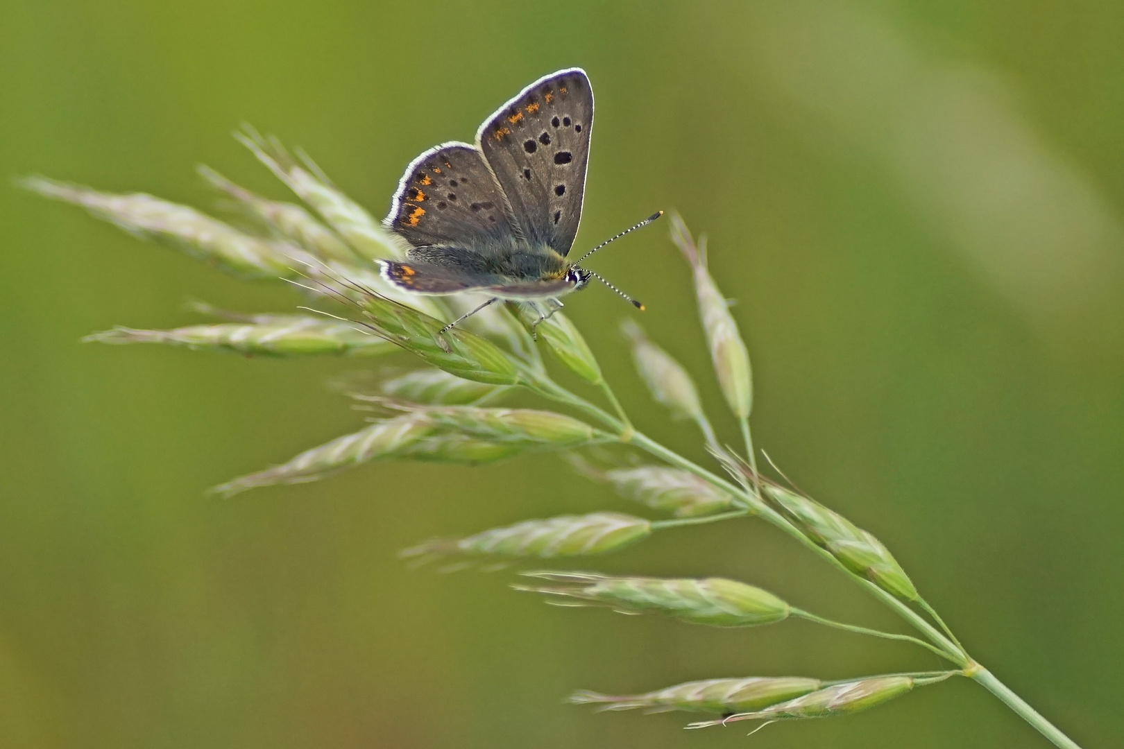 Brauner Feuerfalter (Lycaena tiryrus), Männchen