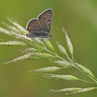 Brauner Feuerfalter (Lycaena tiryrus), Männchen