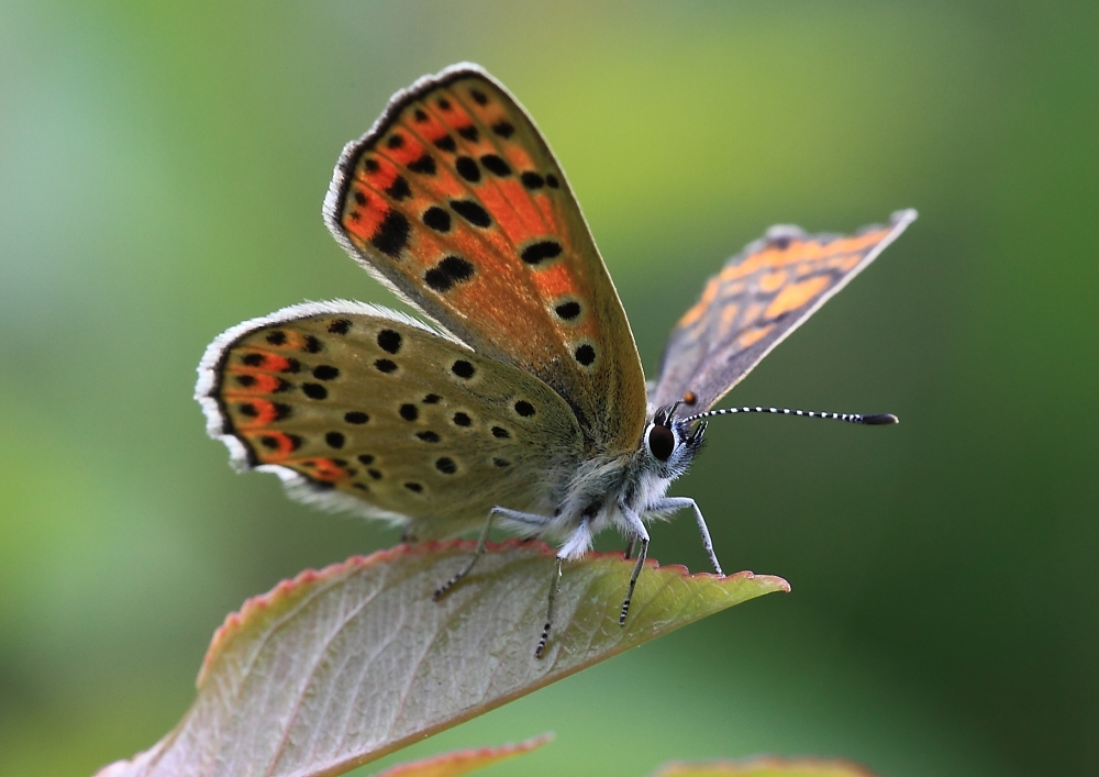 Brauner Feuerfalter (Lycaena tityrus)