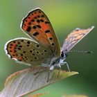 Brauner Feuerfalter (Lycaena tityrus)