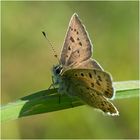 Brauner Feuerfalter - Lycaena tityrus