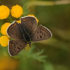 Brauner Feuerfalter (Lycaena tityrus)