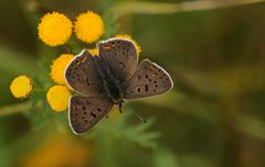 Brauner Feuerfalter (Lycaena tityrus)