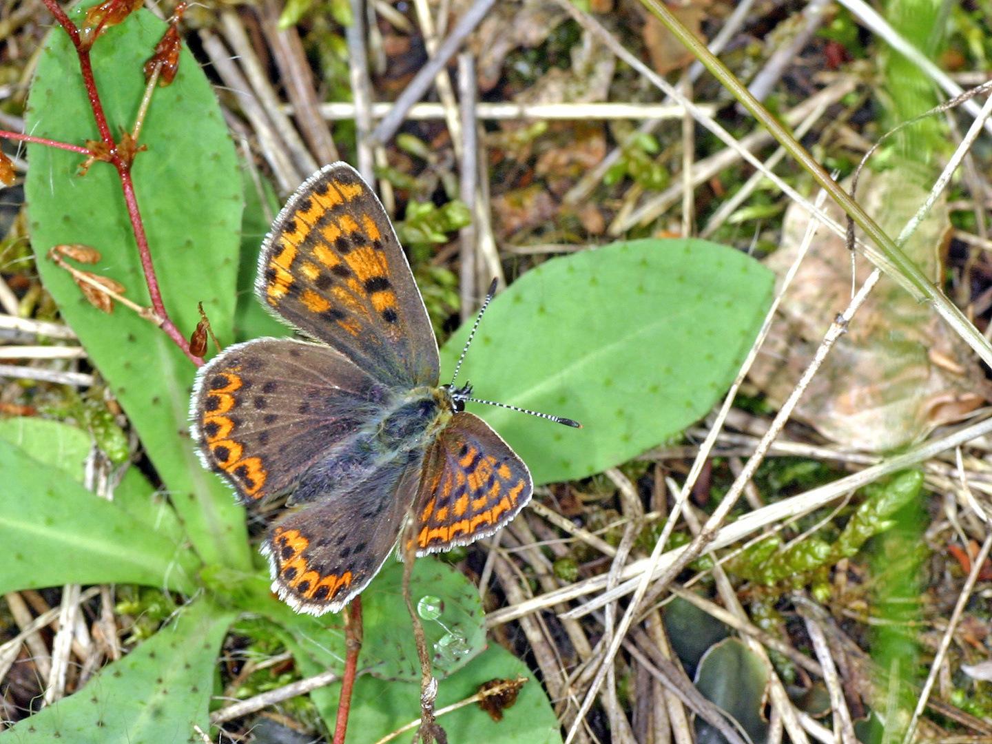 Brauner Feuerfalter (Lycaena tityrus)....