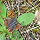 Brauner Feuerfalter (Lycaena tityrus)....