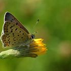 ,, Brauner Feuerfalter ( Lycaena tityrus ) 2 ,,