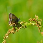 Brauner Feuerfalter (Lycaena tityrus)