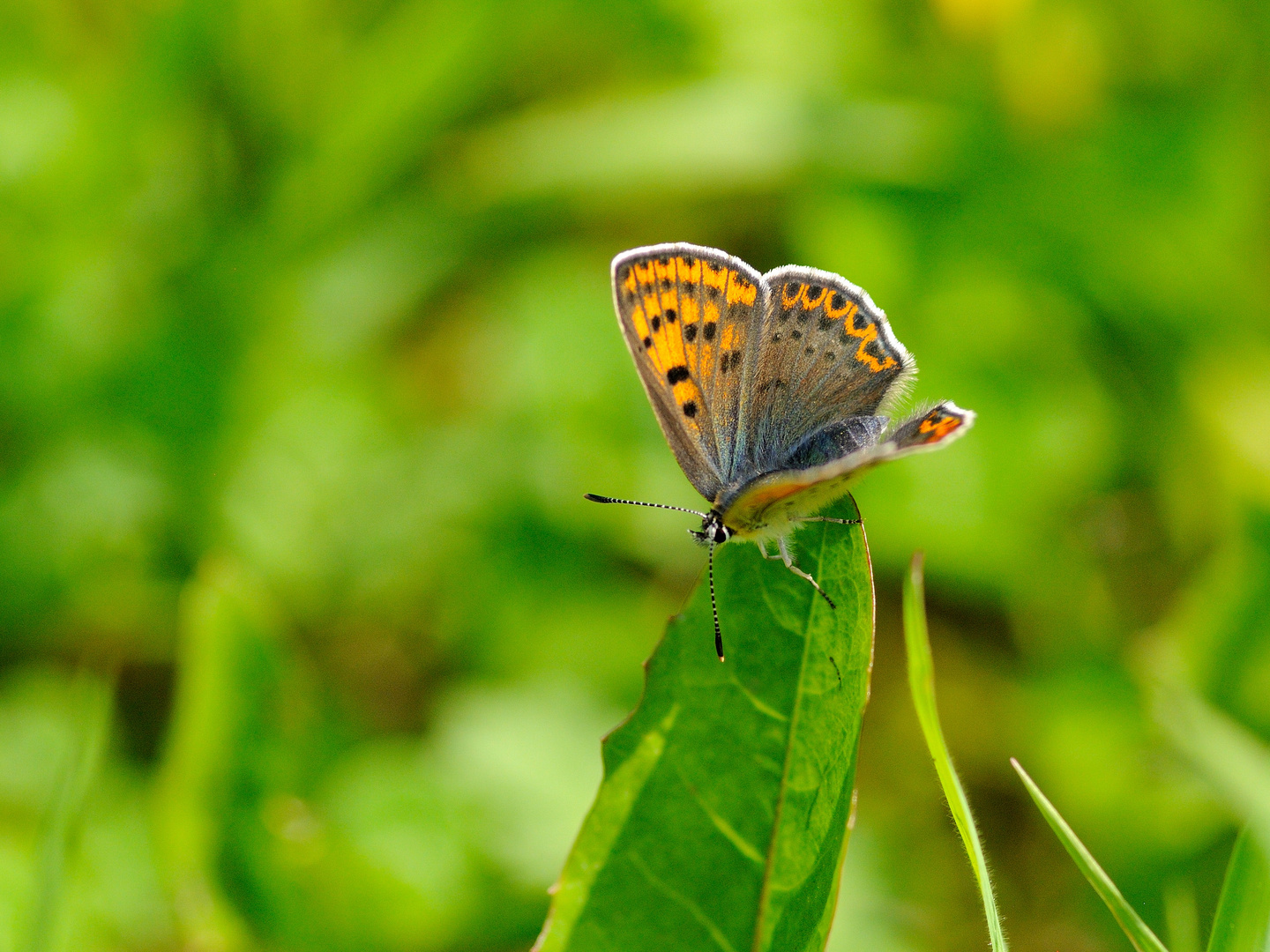 Brauner Feuerfalter (Lycaena tityrus), 