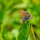 Brauner Feuerfalter (Lycaena tityrus), 