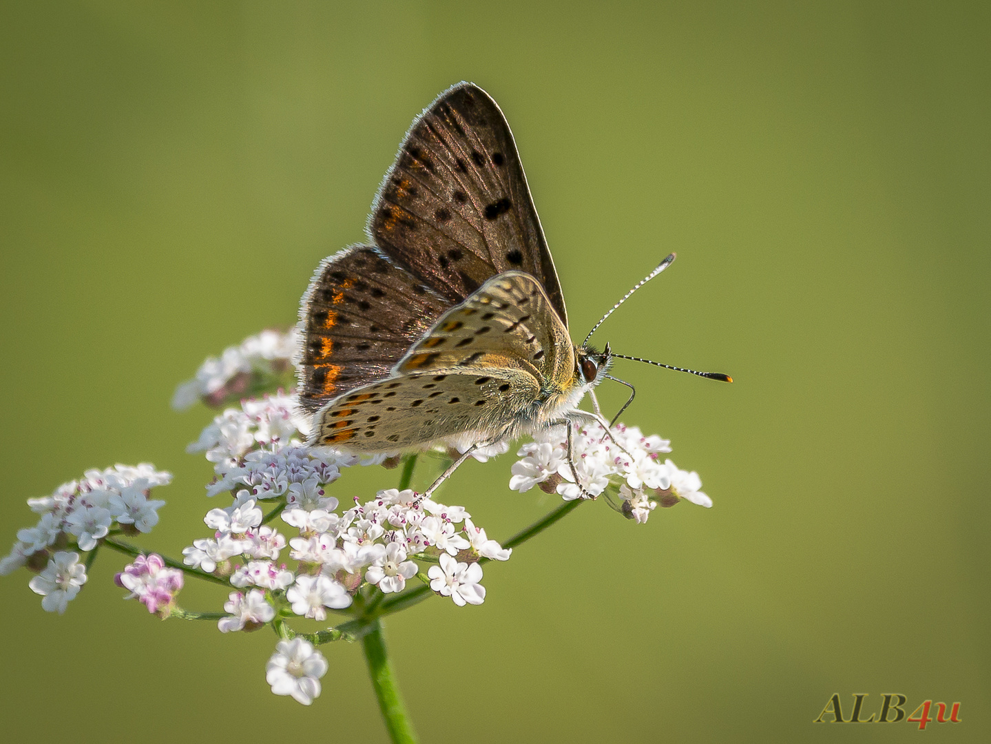 Brauner Feuerfalter (Lycaena tityrus)