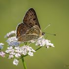 Brauner Feuerfalter (Lycaena tityrus)