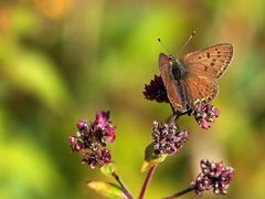 Brauner Feuerfalter,  (Lycaena tityrus)