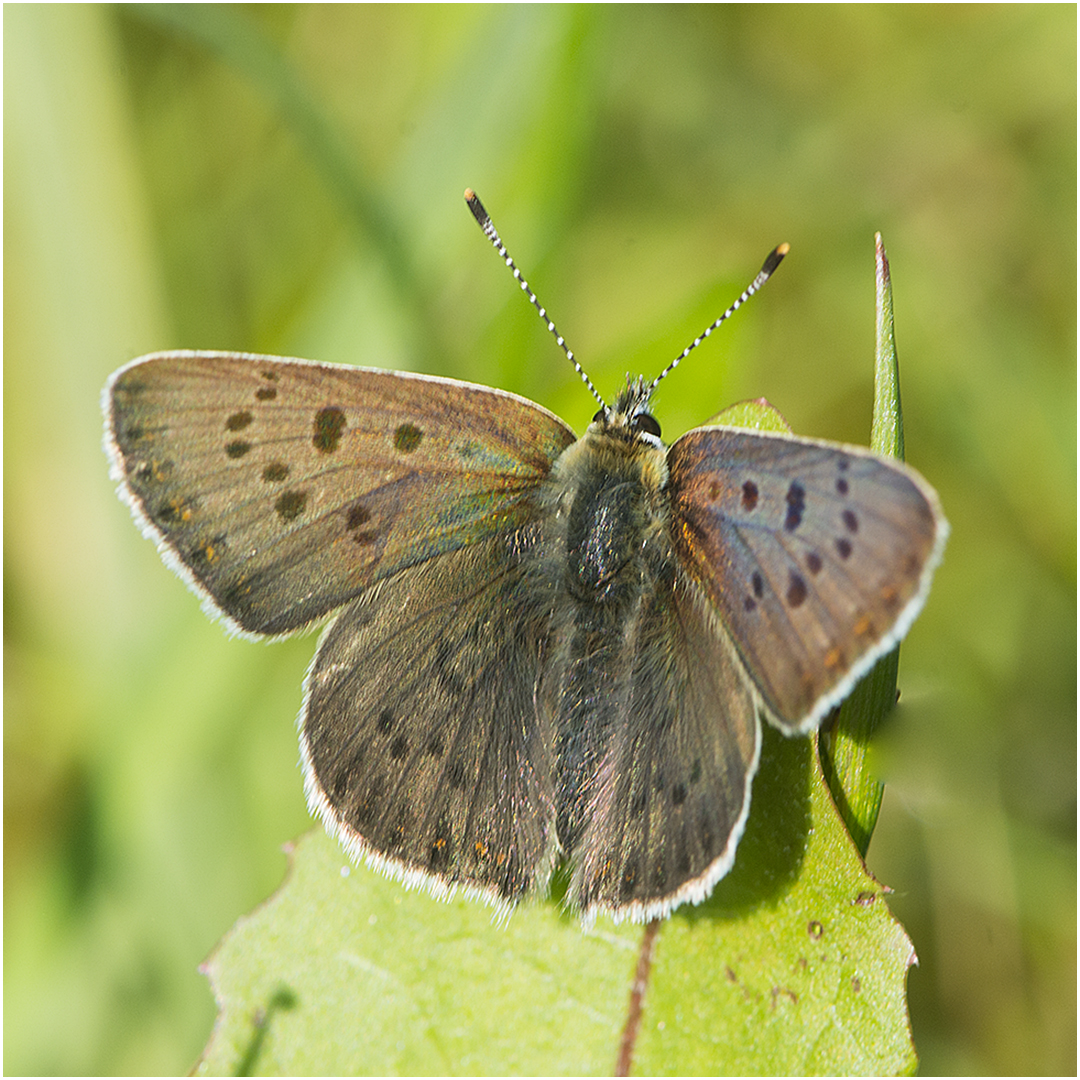 Brauner Feuerfalter - Lycaena tityrus