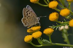 Brauner Feuerfalter (Lycaena tityrus)