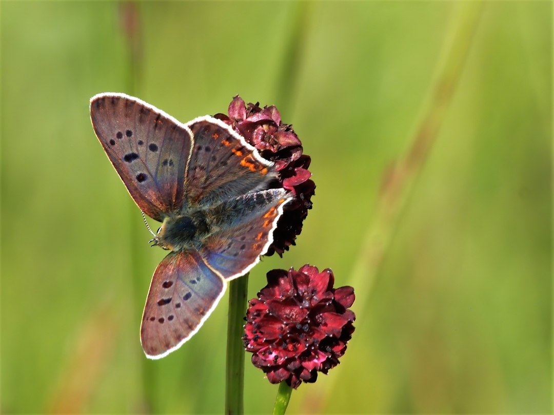  Brauner Feuerfalter - Lycaena tityrus