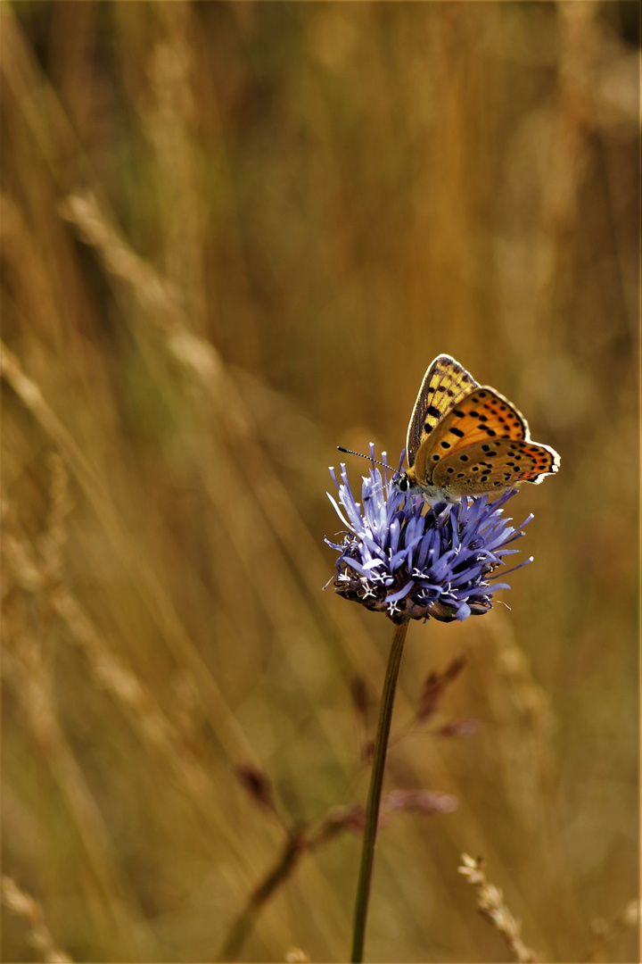 Brauner Feuerfalter, (Lycaena tityrus)