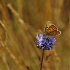 Brauner Feuerfalter, (Lycaena tityrus)